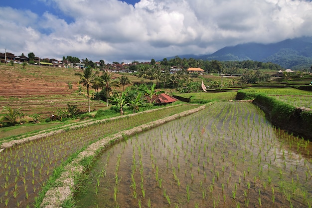 De rijstterrassen op Bali, Indonesië