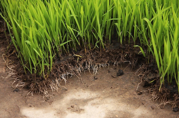 De rijstzaailingen planten in kwekerijen