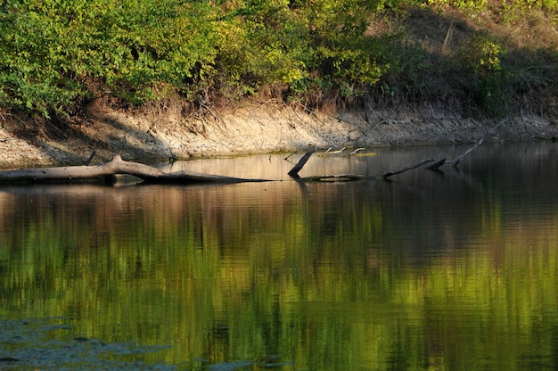 De rivier en het dichte bos