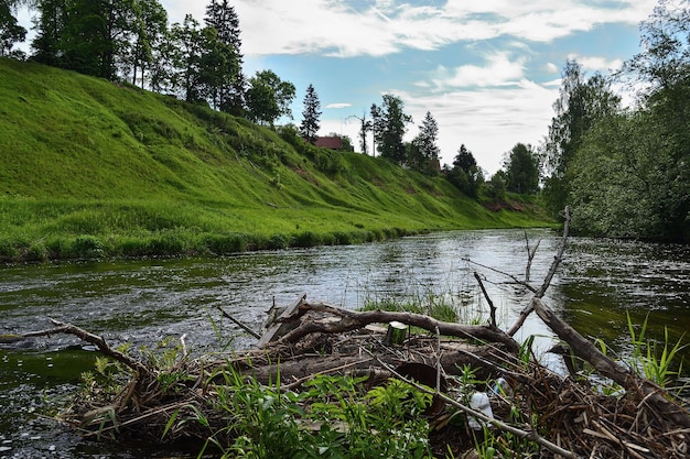 De rivier stroomt tussen de hoge groene oevers Zeldzame bomen groeien aan de kust Er zijn wolken in de lucht