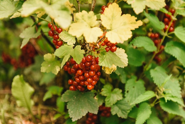 De rode aalbes groeit op een struik in de tuin, bes, oogst, de zomer, plant