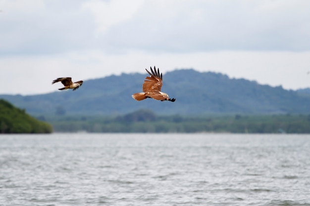 De Rode adelaar vliegt op de hemel in aard in Thailand