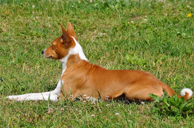 De rode Basenji-hond zit op groen gras