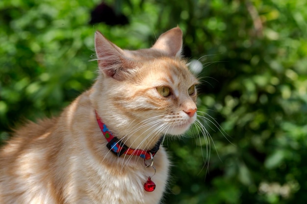 De rode een huiskat op een wandeling