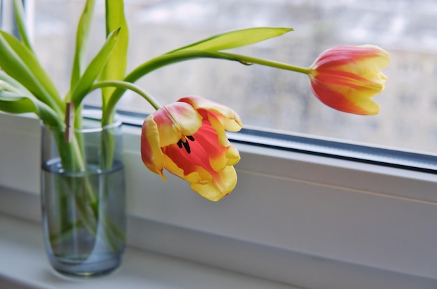 De rode en gele tulpen in kleine glazen vaas op vensterbank Gebogen tulpenbloemen Selectieve focus