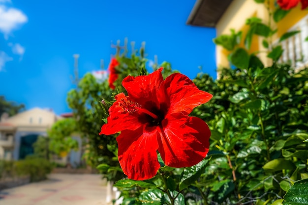 De rode hibiscus. toeristische riviera met bloeiende planten, zon en hotels