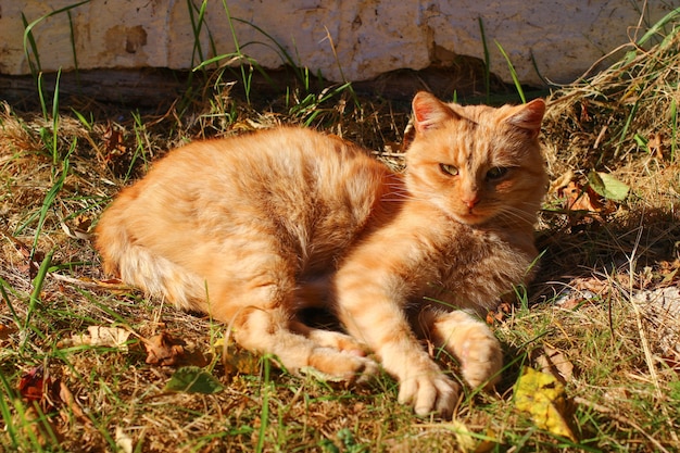 De rode kat wordt warm in de zon