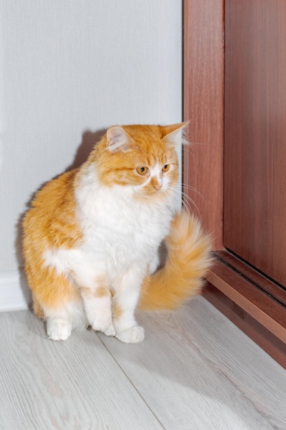 De rode kat zit in de kamer bij de kast Furry Pets