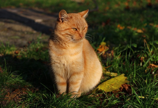 De rode kat zit in de zon