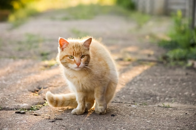 De rode kat zit klaar om weg te rennen