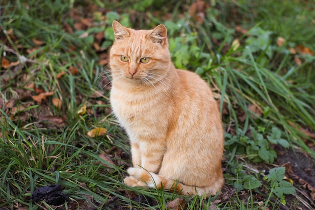 De rode kat zit