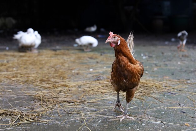 De rode kip van Rhode Island is een verblijf en ontspanning in de tuin van de Aziatische boerderij