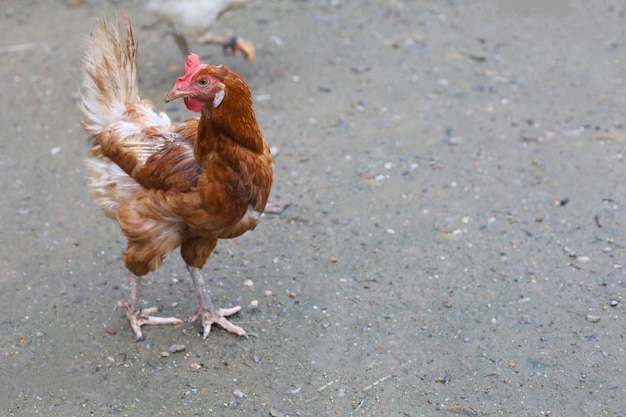 De rode kip van Rhode Island is een verblijf en ontspanning in de tuin van de Aziatische boerderij