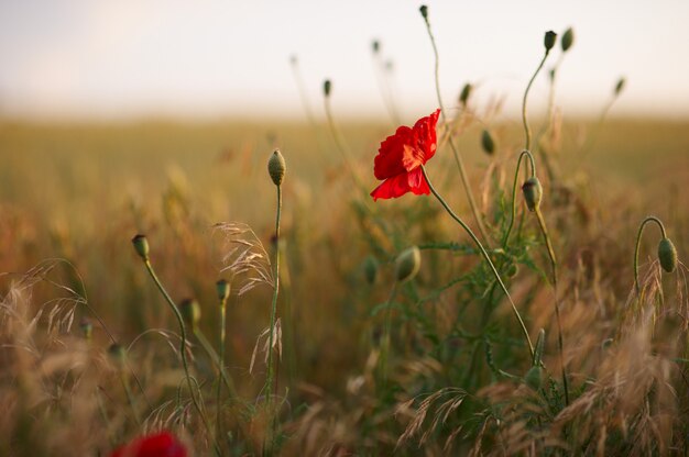 De rode papaver bloeit gebied, selectieve nadruk. vintage-stijl