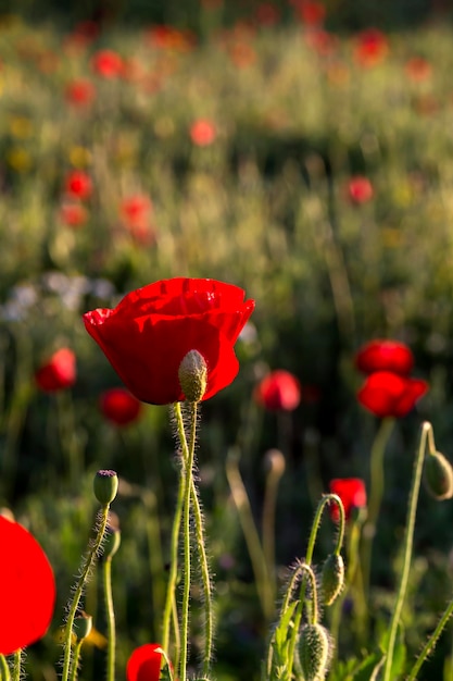 De rode papaver Papaver rhoeas met knoppen in het zonlicht