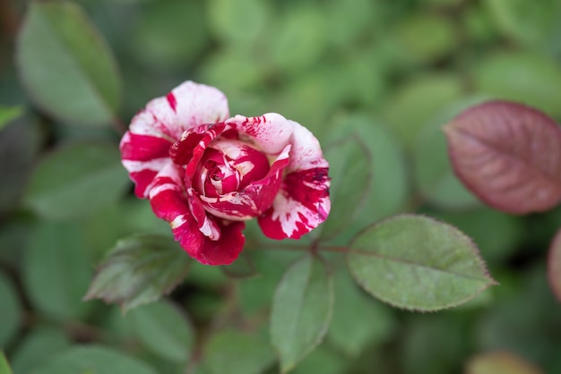 De rode rozen staan in de tuin van het park tegen de groene achtergrond