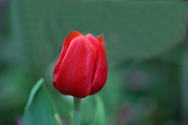 De rode tulp is bloeiend in de tuin