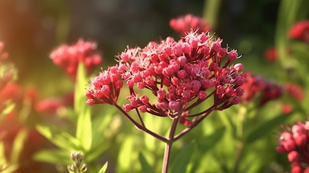 Foto de rode valeriaanbloem bloeide prachtig met natuurlijke achtergrond generatieve ai