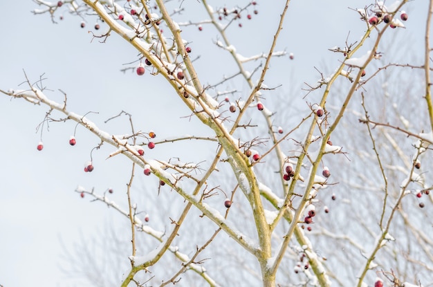 De rode vrucht van Crataegus monogyna, bekend als meidoorn of meidoorn met één zaadje. IJzige sneeuw op de bessenboom.