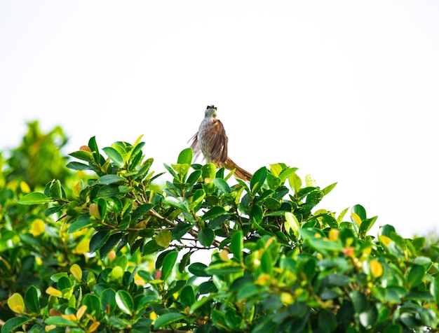 De roodharige bulbul van kuikens zit op de bloeiende witte takken van een banyanboom