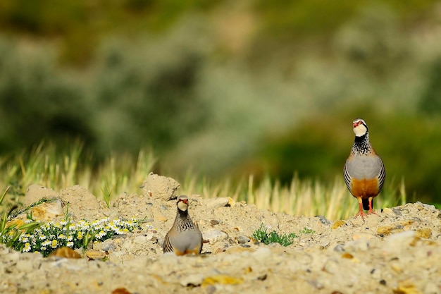 De roodpootpatrijs is een soort van galliforme vogel in de fasianidae-familie