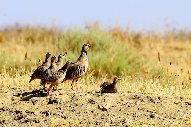 De roodpootpatrijs is een soort van galliforme vogel in de fasianidae-familie