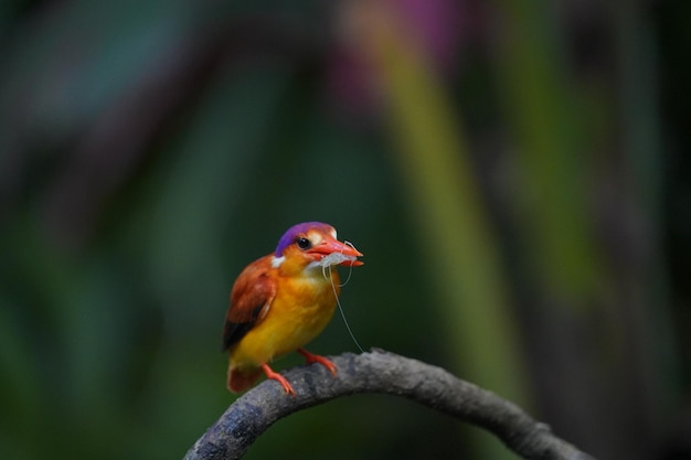 de roodrug ijsvogel zit neergestreken en eet een verse prooi