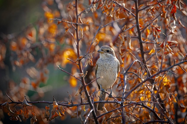 De roodrugklauwier is een vleesetende zangvogel en lid van de klauwierfamilie Laniidae