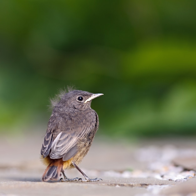 De roodstaart genesteld zit op het tuinpad