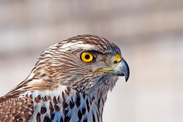 De roofzuchtige blik van een havik