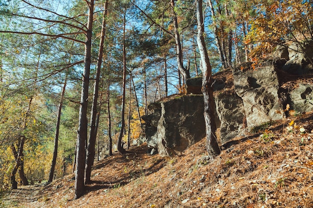 De rots in het herfstbos in de vroege ochtend