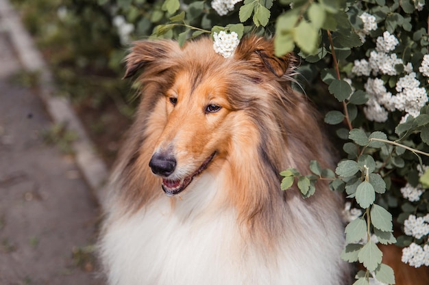 De Rough Collie-hond in de lente