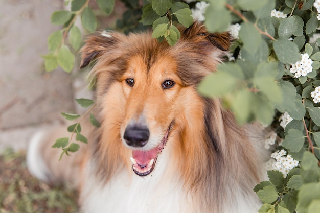 De Rough Collie-hond in de lente