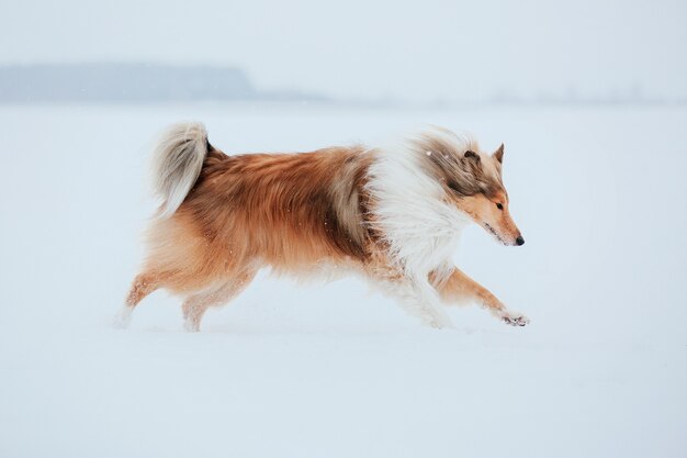 De rough collie-hond in de winter