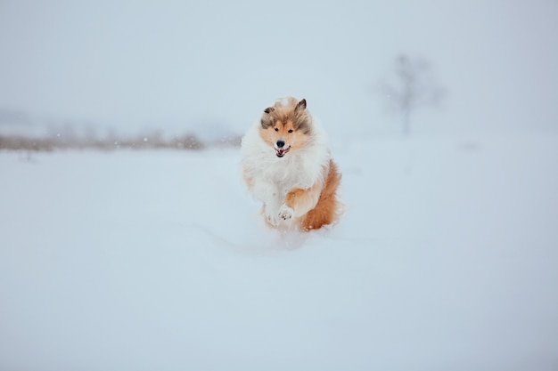 De Rough Collie-hond in de winter