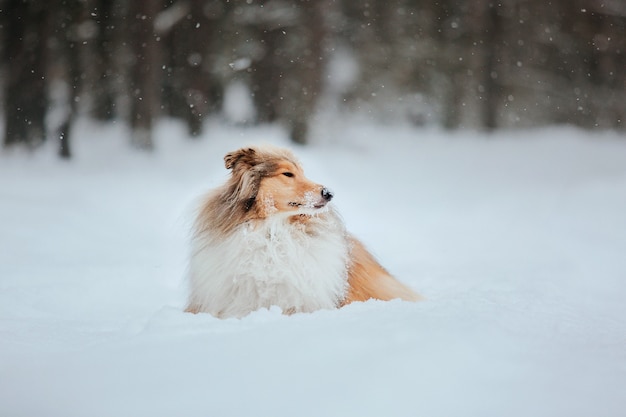 De Rough Collie-hond in de winter