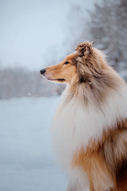 De Rough Collie-hond in de winter