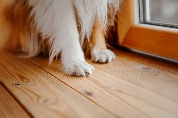 De Rough Collie hond in huis Hond van binnen