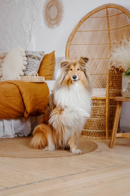 De Rough Collie hond in huis Hond van binnen