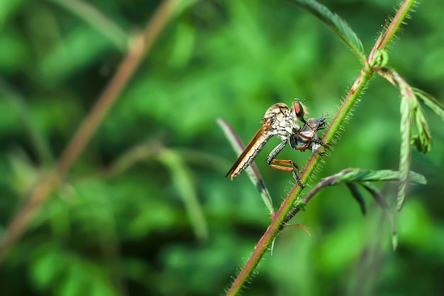 De rovervlieg of Asilidae at zijn prooi op de tak van een grommel.