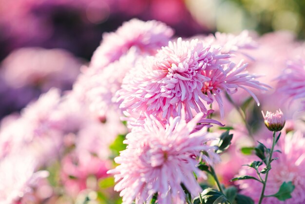 De roze bloei van chrysantenbloemen in de herfsttuin, selectieve nadruk