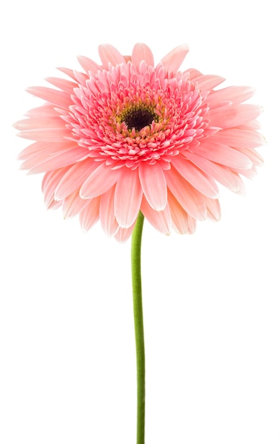 De roze bloem van het gerberamadeliefje die op wit wordt geïsoleerd
