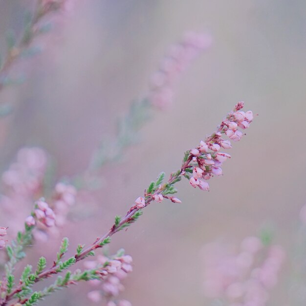 de roze bloemen