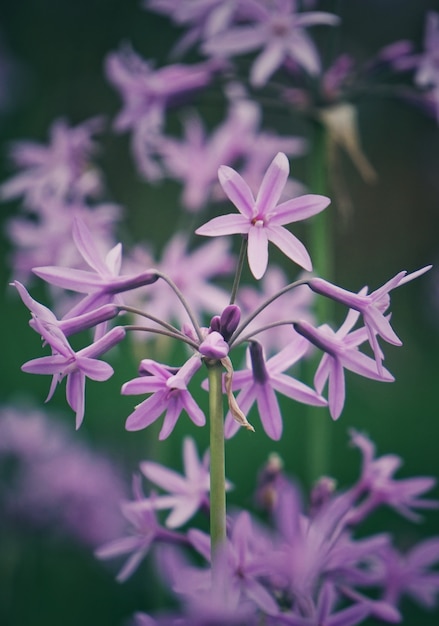 de roze bloemen