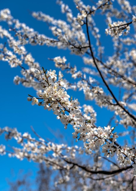 De roze bloesem van de kersenboom tegen de blauwe hemel