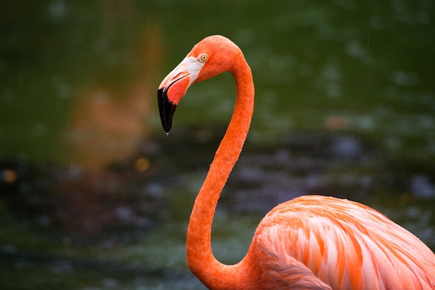 De roze Caribische flamingo gaat op het water. Roze flamingo gaat op een moeras.