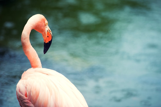 De roze Caribische flamingo gaat op het water. Roze flamingo gaat op een moeras.