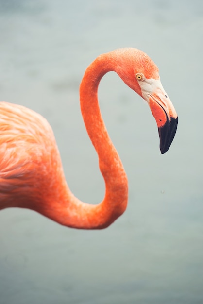 Foto de roze caribische flamingo gaat op het water. roze flamingo gaat op een moeras.