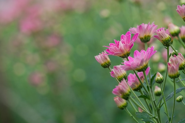 De roze Chrysantenbloem in gerden