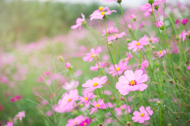 De roze en witte kosmos bloeit tuin